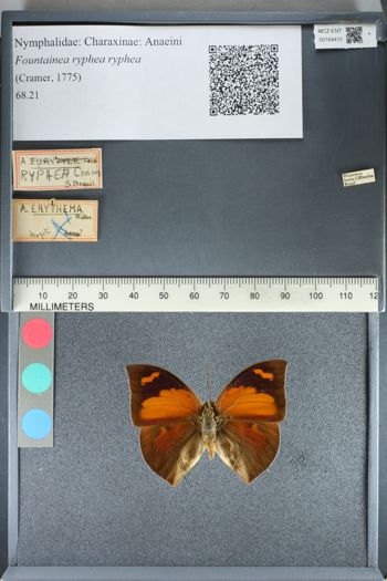 Media type: image;   Entomology 164415